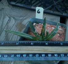 Load image into Gallery viewer, Agave ferdinand regis King of Agaves Tricuspid Terminal Spines