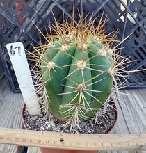 Load image into Gallery viewer, Trichocereus terscheckii Gold Spine Argentine Saguaro 7 Inches Tall 6 inch wide