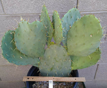 Load image into Gallery viewer, Opuntia 'Fruit Punch' Pink Purple Flowers Cold Hardy Prickly Pear Cactus 1 Pad