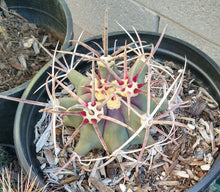 Load image into Gallery viewer, Ferocactus emoryi Bull Horn Spines Farm Grown Cactus 58