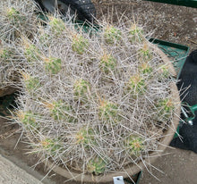 Load image into Gallery viewer, Echinocereus enneacanthus Lavender Flowers Super Clumps Cactus Cold Hardy LS