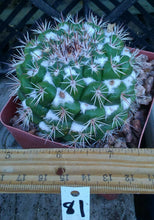 Load image into Gallery viewer, Mammillaria montensis White Cotton Between Tubercles Cactus
