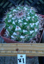 Load image into Gallery viewer, Mammillaria montensis White Cotton Between Tubercles Cactus