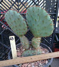 Load image into Gallery viewer, Opuntia violacea Santa Rita Big Round Pads Cold Hardy Whole Plant