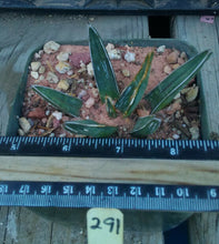 Load image into Gallery viewer, Agave ferdinand regis King of Agaves Tricuspid Terminal Spines