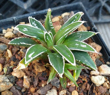 Load image into Gallery viewer, Agave victoria-reginae compacta Queen Victoria Agave