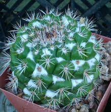 Load image into Gallery viewer, Mammillaria montensis White Cotton Between Tubercles Cactus
