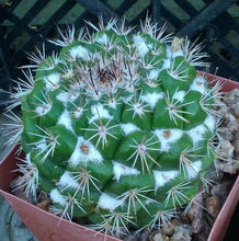 Load image into Gallery viewer, Mammillaria montensis White Cotton Between Tubercles Cactus