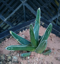 Load image into Gallery viewer, Agave ferdinand regis King of Agaves Tricuspid Terminal Spines