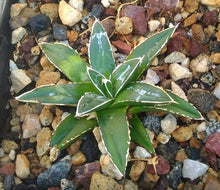 Load image into Gallery viewer, Agave victoria reginae Queen of Agaves Compact Form