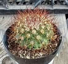 Load image into Gallery viewer, Mammillaria Rhodantha Red Spines Pincushion Cactus Pink Flowers 106
