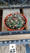 Load image into Gallery viewer, Ferocactus hamatacanthus Most Cold Hardy Ferocactus Long Hook Spines 63