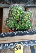 Load image into Gallery viewer, Mammillaria zeilmanniana Clumping Pink Flowers Cactus