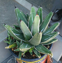 Load image into Gallery viewer, Agave ferdinand regis King of Agaves Tricuspid Terminal Spines