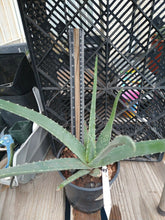 Load image into Gallery viewer, Aloe vera Healthy Green Rosette Loves Hot Weather
