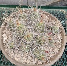 Load image into Gallery viewer, Echinocereus enneacanthus Lavender Flowers Super Clumps Cactus Cold Hardy SL