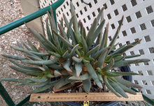Load image into Gallery viewer, Aloe ramosissima Many Branching Mini Quiver Tree 59
