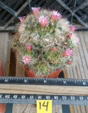 Load image into Gallery viewer, Mammillaria bocasana roseiflora Clumping Pink Flowers Pin Cushion Cactus
