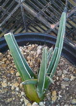 Load image into Gallery viewer, Agave ferdinand regis King of Agaves Tricuspid Terminal Spines