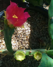 Load image into Gallery viewer, Opuntia 'Fruit Punch' Pink Purple Flowers Cold Hardy Prickly Pear Cactus 1 Pad