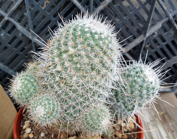Mammillaria geminispina Clumping baseball Ball Cactus Long Central Spines