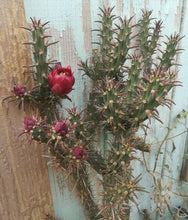 Load image into Gallery viewer, Cylindropuntia versicolor Long Section Cholla Cactus Deep Red Flower 1 Section