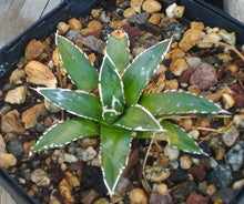 Load image into Gallery viewer, Agave victoria reginae Queen of Agaves Compact Form