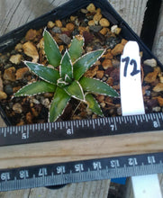 Load image into Gallery viewer, Agave victoria reginae Queen of Agaves Compact Form