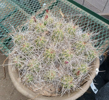 Load image into Gallery viewer, Echinocereus enneacanthus Lavender Flowers Super Clumps Cactus Cold Hardy SL