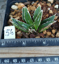 Load image into Gallery viewer, Agave victoria-reginae compacta Queen Victoria Agave