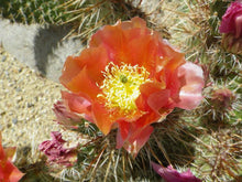 Load image into Gallery viewer, Opuntia rhodantha Grand Mesa Peach Cold Hardy Prickly Pear Cactus 1 Pad