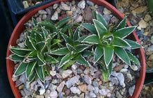 Load image into Gallery viewer, Agave victoria reginae Queen of Agaves Compact Form