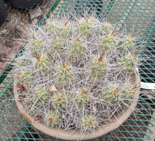 Load image into Gallery viewer, Echinocereus enneacanthus Lavender Flowers Super Clumps Cactus Cold Hardy SL