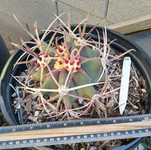 Load image into Gallery viewer, Ferocactus emoryi Bull Horn Spines Farm Grown Cactus 58