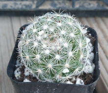 Load image into Gallery viewer, Mammillaria Candida Golf Ball Pincushion Cactus Pink Flowers 41
