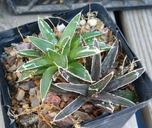 Load image into Gallery viewer, Agave victoria-reginae compacta Queen Victoria Agave