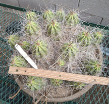 Load image into Gallery viewer, Echinocereus enneacanthus Lavender Flowers Super Clumps Cactus Cold Hardy SL