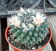 Load image into Gallery viewer, Mammillaria sempervivi Tightly Packed Pyramid Tubercles Cactus 1