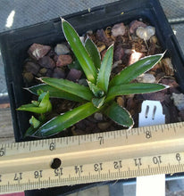 Load image into Gallery viewer, Agave victoria reginae Queen of Agaves Compact Form