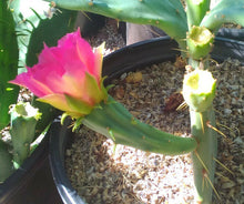 Load image into Gallery viewer, Opuntia 'Fruit Punch' Pink Purple Flowers Cold Hardy Prickly Pear Cactus 1 Pad