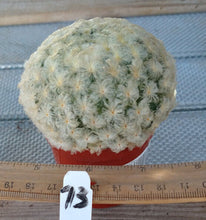 Load image into Gallery viewer, Mammillaria plumosa Fuzzy Golf Ball Cactus Forms Mound Large 73
