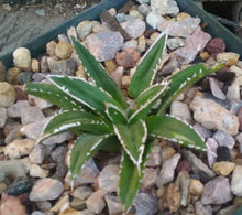 Load image into Gallery viewer, Agave victoria reginae Queen of Agaves Compact Form