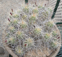 Load image into Gallery viewer, Echinocereus enneacanthus Lavender Flowers Super Clumps Cactus Cold Hardy ML