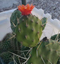 Load image into Gallery viewer, Opuntia paraguayensis Compact Dark Green Cactus Plant with Orange Flowers