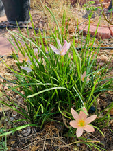 Load image into Gallery viewer, Zephyranthes treatiae Florida Native Fall Pink Flowers Grass Bulb Plant 6 Bulbs