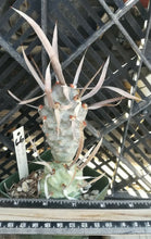 Load image into Gallery viewer, Tephrocactus articulatus v diadematus Chineese Fingernails Cactus Whole Plant 66