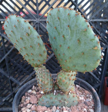 Load image into Gallery viewer, Opuntia violacea Santa Rita Big Round Pads Cold Hardy Whole Plant