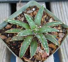 Load image into Gallery viewer, Agave victoria-reginae compacta Queen Victoria Agave