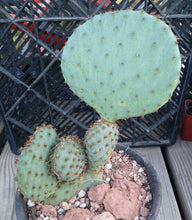 Load image into Gallery viewer, Opuntia violacea Santa Rita Big Round Pads Cold Hardy Whole Plant
