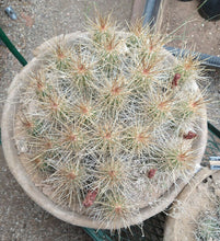 Load image into Gallery viewer, Echinocereus enneacanthus Lavender Flowers Super Clumps Cactus Cold Hardy LS